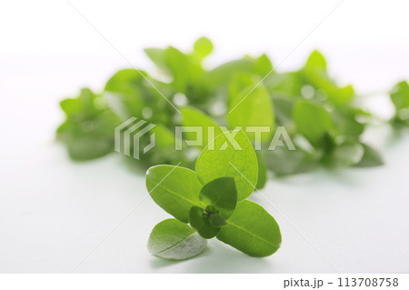 はこべらの葉、春野菜 113708758