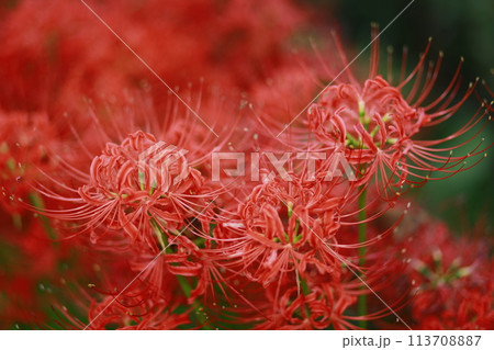red cluster amaryllis or red spider lily  113708887