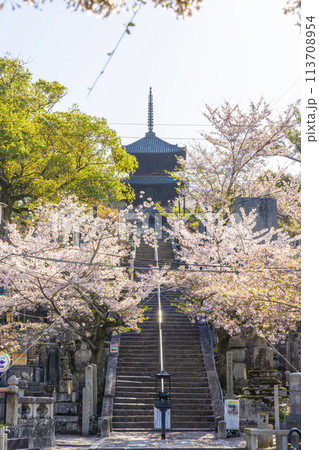 春の京都 金戒光明寺 桜と三重塔(文殊塔) 春の京都 金戒光明寺 桜と三重塔(文殊塔) 113708954
