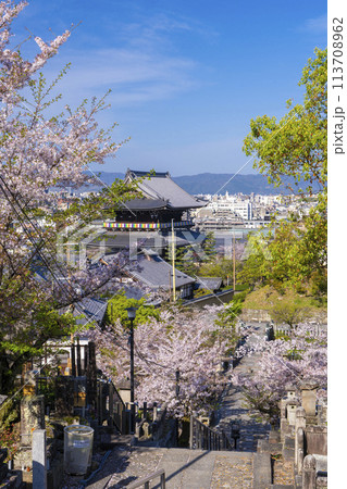 春の京都　金戒光明寺　文殊塔から見下ろす桜と山門 113708962