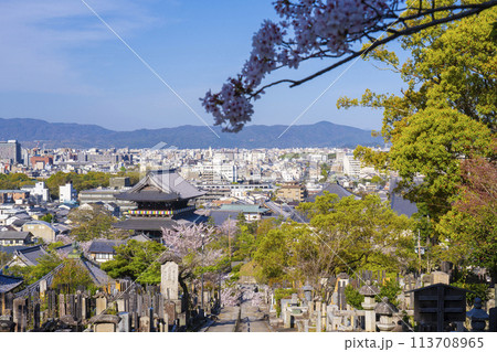 春の京都　金戒光明寺　文殊塔から見下ろす桜と山門 113708965