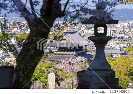 春の京都　金戒光明寺　文殊塔から見下ろす桜と山門 113708966