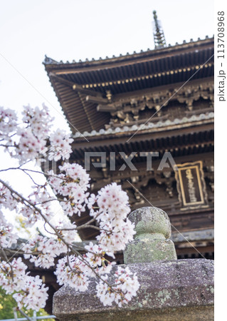 春の京都　金戒光明寺　桜と文殊塔 113708968
