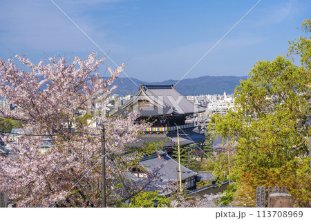 春の京都　金戒光明寺　文殊塔から見下ろす桜と山門 113708969