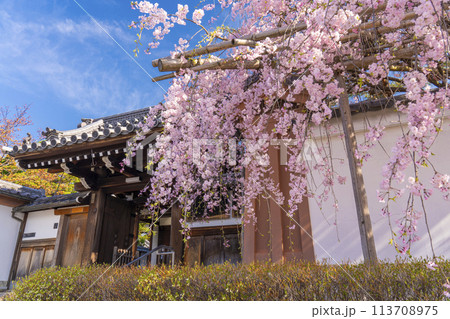 金戒光明寺塔頭　西住院　枝垂れ桜 113708975