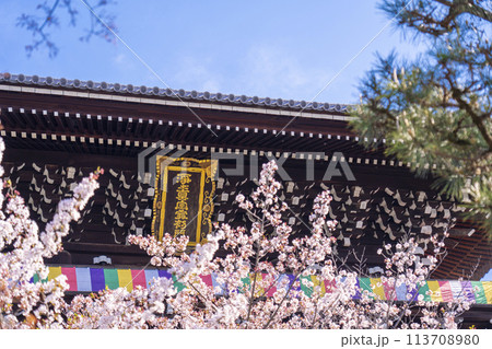 京都　くろ谷 金戒光明寺　山門と満開の桜 113708980