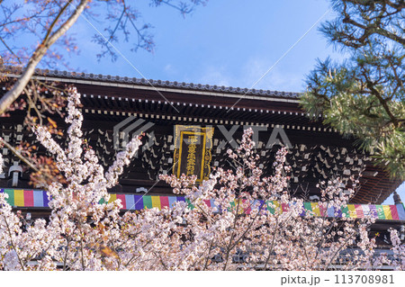 京都 くろ谷 金戒光明寺 山門と満開の桜 京都 くろ谷 金戒光明寺 山門と満開の桜 113708981