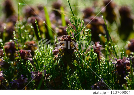 朝露に輝くヒメオドリコソウ（姫踊子草） 113709004