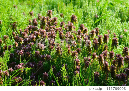 ヒメオドリコソウ(姫踊子草) ヒメオドリコソウ(姫踊子草) 113709008
