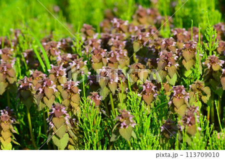 春の野原のヒメオドリコソウ(姫踊子草) 春の野原のヒメオドリコソウ(姫踊子草) 113709010