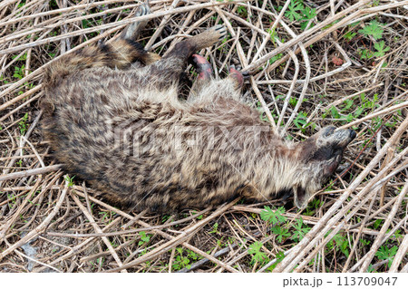 アライグマの死骸 113709047