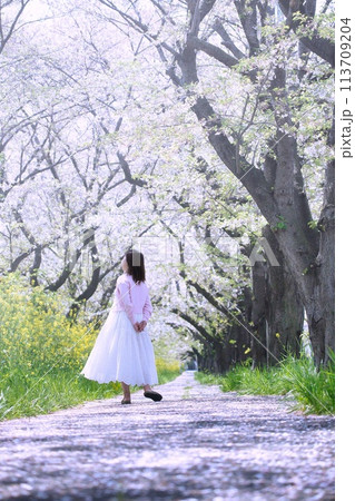 春の公園で桜の下にいる女性の後ろ姿 113709204