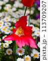 春の花壇　チューリップ 113709207