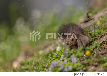 春の香りの中のエゾリス 春の香りの中のエゾリス 113709423