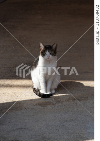 こちらをじっと見つめる可愛い猫 こちらをじっと見つめる可愛い猫 113709432