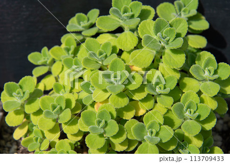 密集している多肉植物 密集している多肉植物 113709433