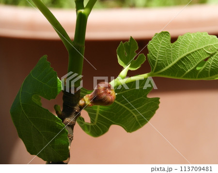 イチジクの育ち始めた実と枝 113709481