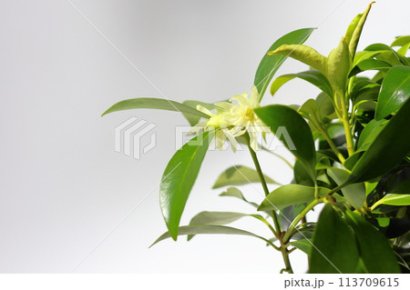 シキミ　黄白色の花　室内 113709615