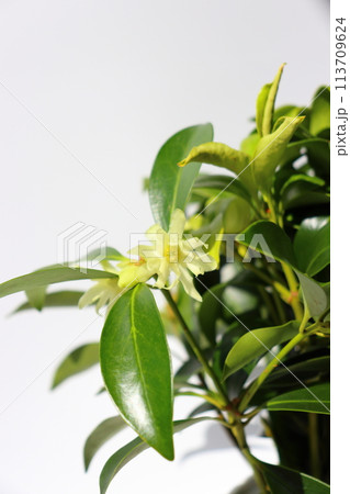 シキミ　黄白色の花　室内 113709624