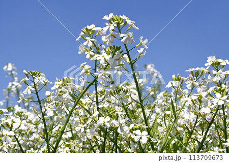 白い菜の花 白い菜の花 113709673