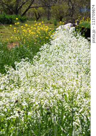 白い菜の花 113709674