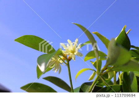 シキミ 花 青空 シキミ 花 青空 113709694