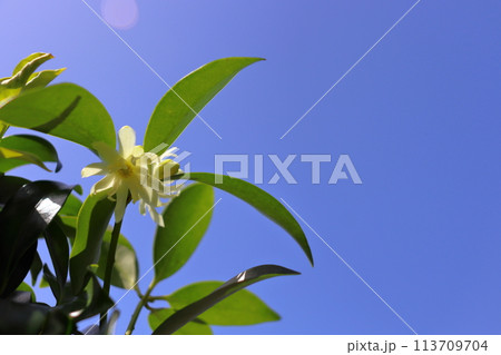 シキミ 花 青空 シキミ 花 青空 113709704