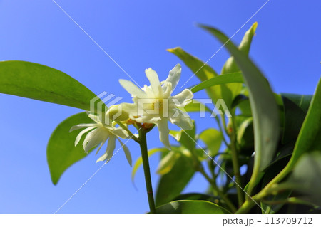シキミ 花 青空 シキミ 花 青空 113709712