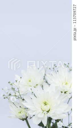 白い菊の花　お供えの花　仏花 113709727