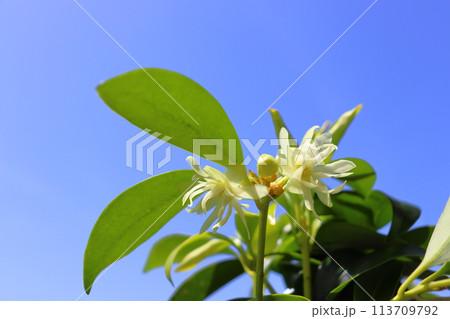 シキミ 花 青空 シキミ 花 青空 113709792