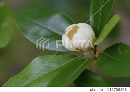 白いヒメタイサンボクの花 白いヒメタイサンボクの花 113709808