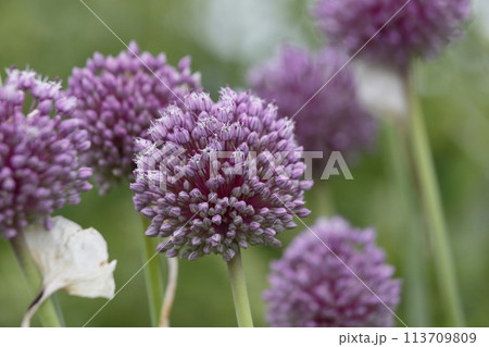 セイヨウネギの花 113709809