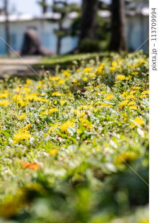 公園の芝生に咲くタンポポ 公園の芝生に咲くタンポポ 113709994