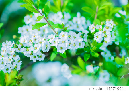 満開のユキヤナギ(雪柳)のかわいい花 満開のユキヤナギ(雪柳)のかわいい花 113710044