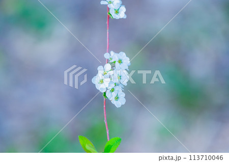 満開のユキヤナギ(雪柳)のかわいい花 満開のユキヤナギ(雪柳)のかわいい花 113710046