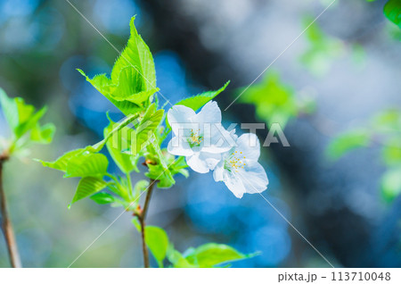 桜のある風景 オオシマザクラの白い花と若葉 桜のある風景 オオシマザクラの白い花と若葉 113710048