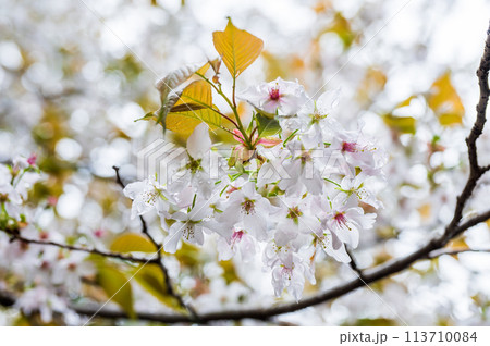 雨に濡れたヤマザクラの白い花と赤みを帯びた新芽の写真素材  