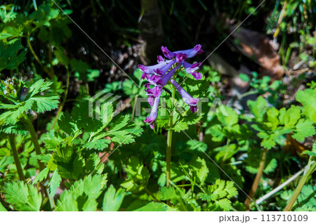 ムラサキケマン（紫華鬘）の花 113710109