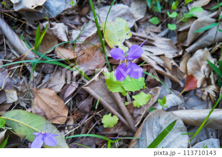 春を告げるオオアラセイトウ　ショカツサイの青い花 113710143