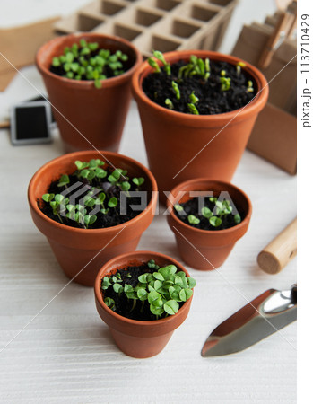 Pots with various vegetables seedlings. Pots with various vegetables seedlings. 113710429