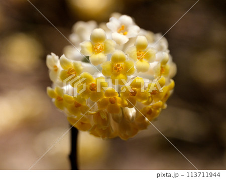 ミツマタの花のクローズアップ 113711944