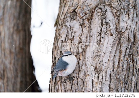 ゴジュウカラ ”野鳥” ゴジュウカラ ”野鳥” 113712279