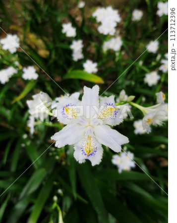 シャガの花 113712396