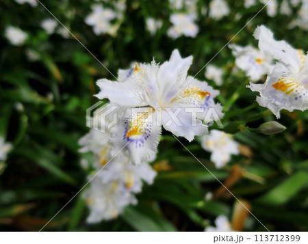 シャガの花 113712399