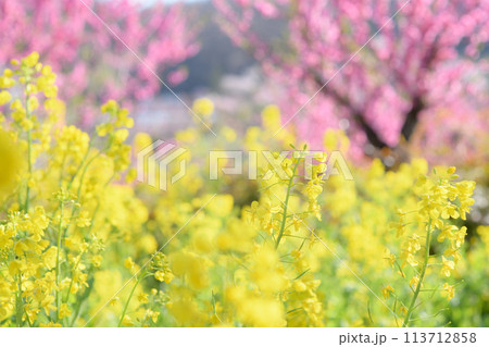 朝日を浴び優しく揺れる菜の花　花見山公園　福島県 113712858