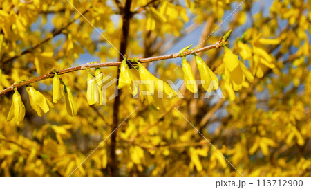 Beautiful yellow flowering bush on blue sky background. Spring primroses. 113712900