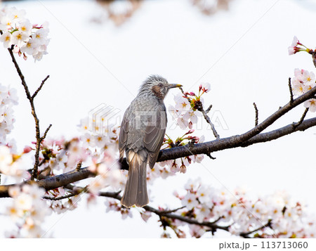 桜にとまるヒヨドリ 113713060