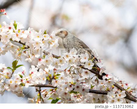 桜にとまるヒヨドリ 桜にとまるヒヨドリ 113713062