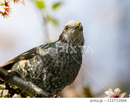桜にとまるヒヨドリ 113713066
