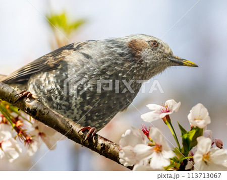桜にとまるヒヨドリ 113713067